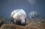 manatee_USGS0022
