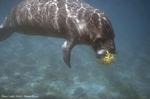 manatee_USGS0022