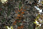 No food for monarch butterflies in Mexico