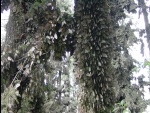 ElRosario0077