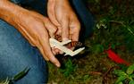 Measuring mortality in monarch sanctuary in Mexico