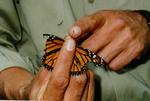 Measuring mortality in monarch sanctuary in Mexico
