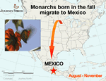 Monarch Butterfly