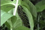 CaterpillarFeast002