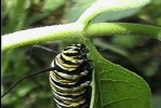CaterpillarFeast003
