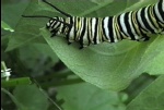 CaterpillarFeast006