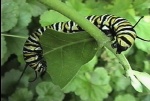 CaterpillarFeast014