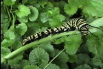 CaterpillarFeast021