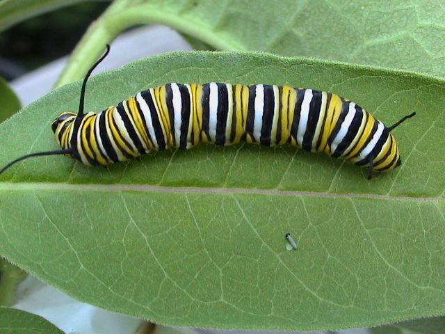Monarch_Summer2002_049