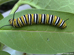 Monarch Butterfly Caterpillar