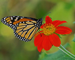 Monarch Butterfly