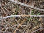 PlantDefense01