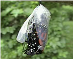 Monarch Butterfly Migration Video