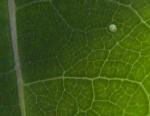 egg_0002
