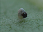 Monarch Butterfly Hatching from Egg