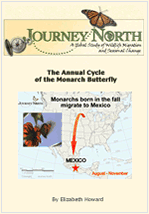 Monarch Butterfly