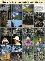 Monarch Butterflies in Mexico Photo Gallery
