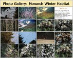 Monarch Butterflies in Mexico