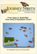 Monarch Butterfly Population Grow