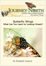 Monarch Butterfly Wings