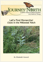 How to find Monarch Butterfly caterpillars on milkweed