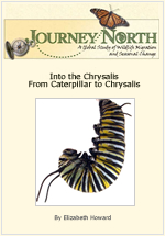 Monarch butterfly chrysalis