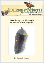 Monarch butterfly emerging from chrysalis
