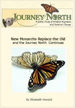 Monarch Butterfly