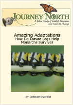 Monarch Butterfly caterpillar adaptations