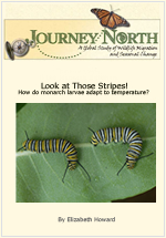 Monarch Butterfly Caterpillars Larvae