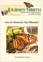 Monarch Butterfly