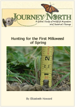 Where find Milkweed Monarch Butterfly
