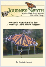 How high can monarchs fly?