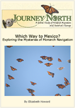 How do monarch butterflies navigate