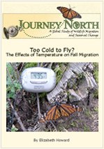 How cold Monarch Butterfly fly