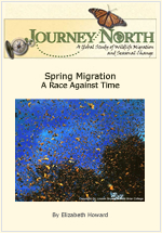 Monarch Butterfly spring migration