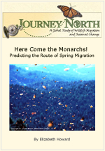 Monarch Butterfly Migration