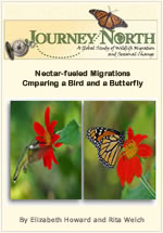 Monarch Butterfly and Hummingbird Migration
