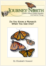 How to Identify Monarch Butterfly