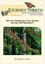 Why Do Monarch Butterflies Form Roosts During Fall Migration?