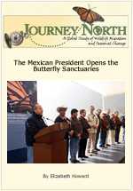 Monarch Butterfly Tourism in Mexico