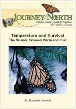 Temperature and Monarch Winter Survival in Mexico