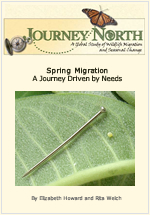 Monarch Butterfly spring migration