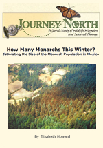 How many monarchs in Mexico