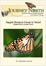 Monarch Butterfly Tag Found