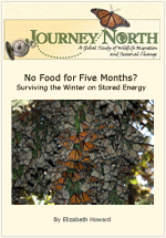 Monarch Butterflies Survive Winter Without Food