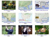 True stories about tagged monarch butterflies.