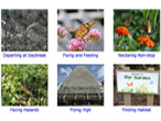 Citizen Science: Story of Monarch Migration