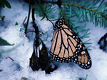 Monarch Butterfly winter sanctuary in Mexico