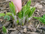 Can a milkweed plant grow fast enough to feed monarch caterpillar?